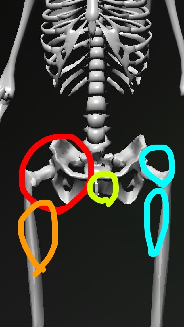 ポキポキ鳴る部位 骨盤周辺 骨がポキポキ